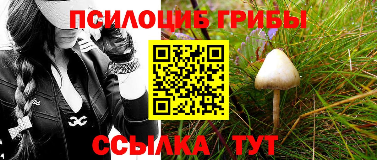 Псилоцибиновые грибы Psilocybe Керчь
